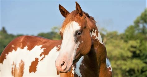 what are the cheapest horses